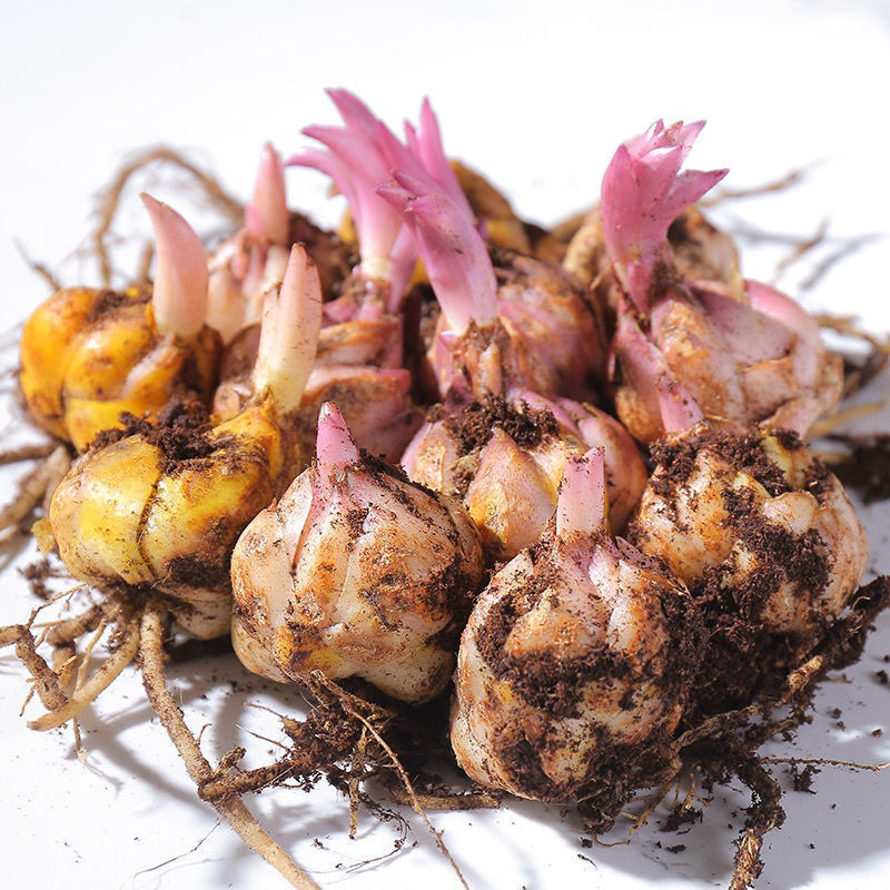 香水百合花球室内外盆栽带芽绿植物四季开花易活种球随机发