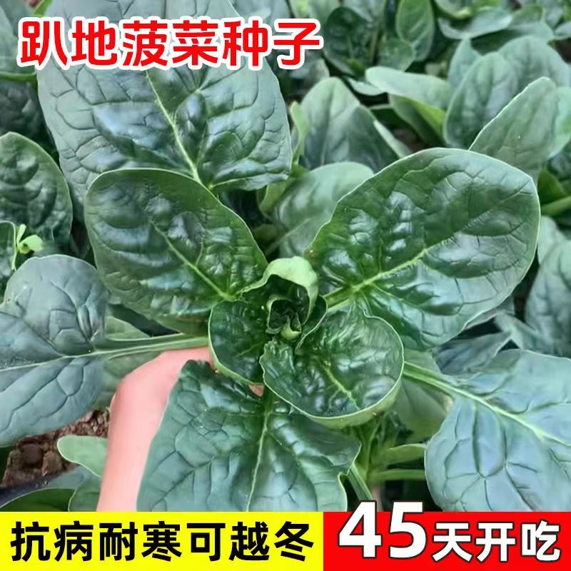 趴地菠菜种子短梗大厚叶耐热耐寒爬地菠菜种籽越冬蔬菜籽抗病高产