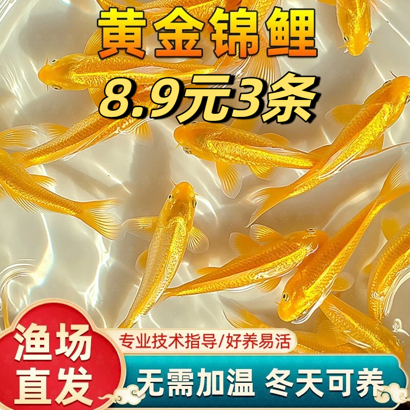 黄金锦鲤活鱼招财鱼金鱼活鱼好养耐活冷水鱼鱼苗活体小金鱼观赏鱼
