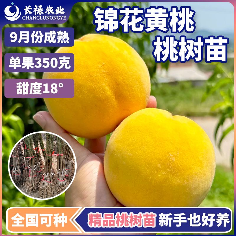 雀森嫁接桃树果苗锦花黄桃树苗南北方盆栽地栽黄桃树果苗