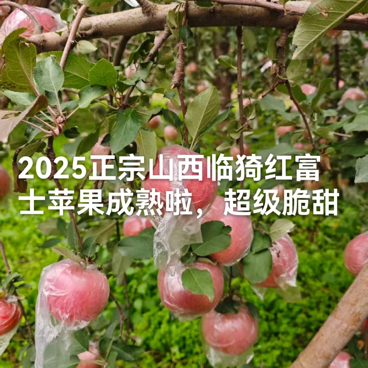 25年临猗红富士苹果脆甜正宗冰糖心丑苹果应季新鲜水果自家果园