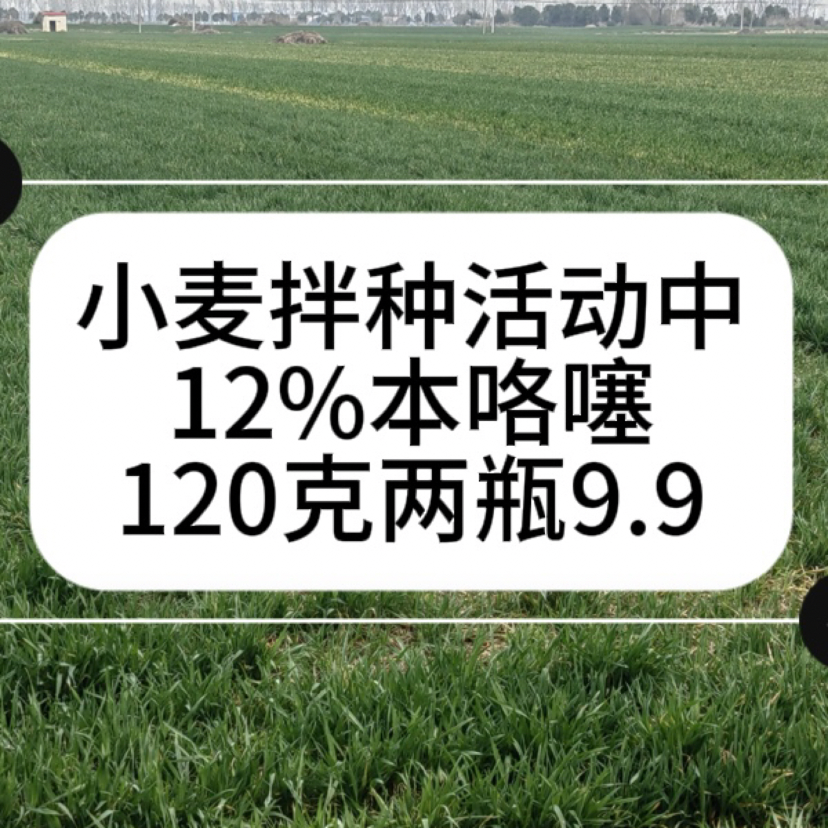 九块九两瓶小麦大蒜包衣