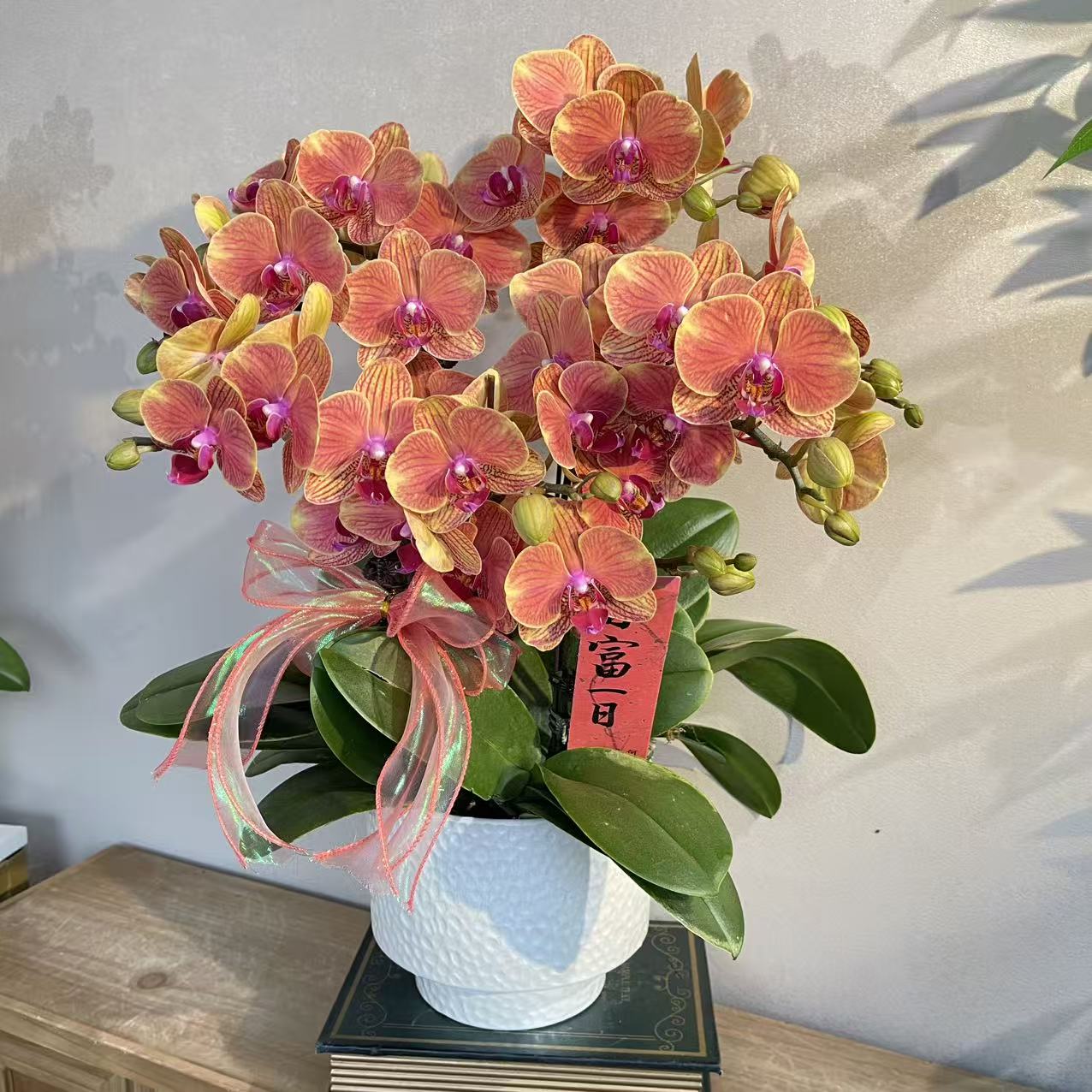 蝴蝶兰《吉利》25年爆品温柔橙红色 苗情优质叶片碧绿 基地直发