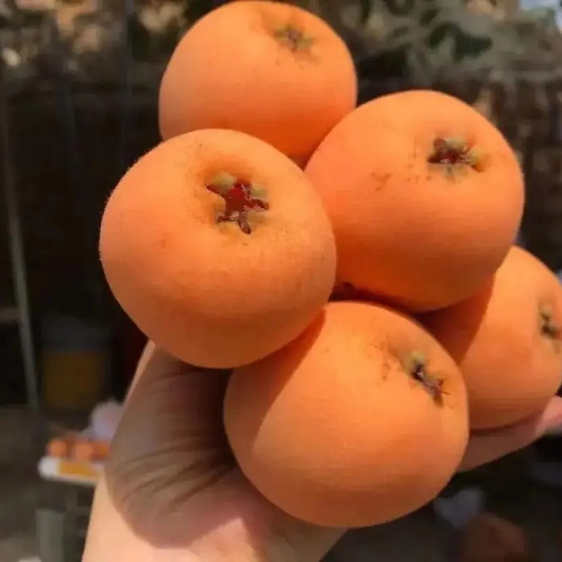 大五星枇杷苗嫁接果树苗基地直发