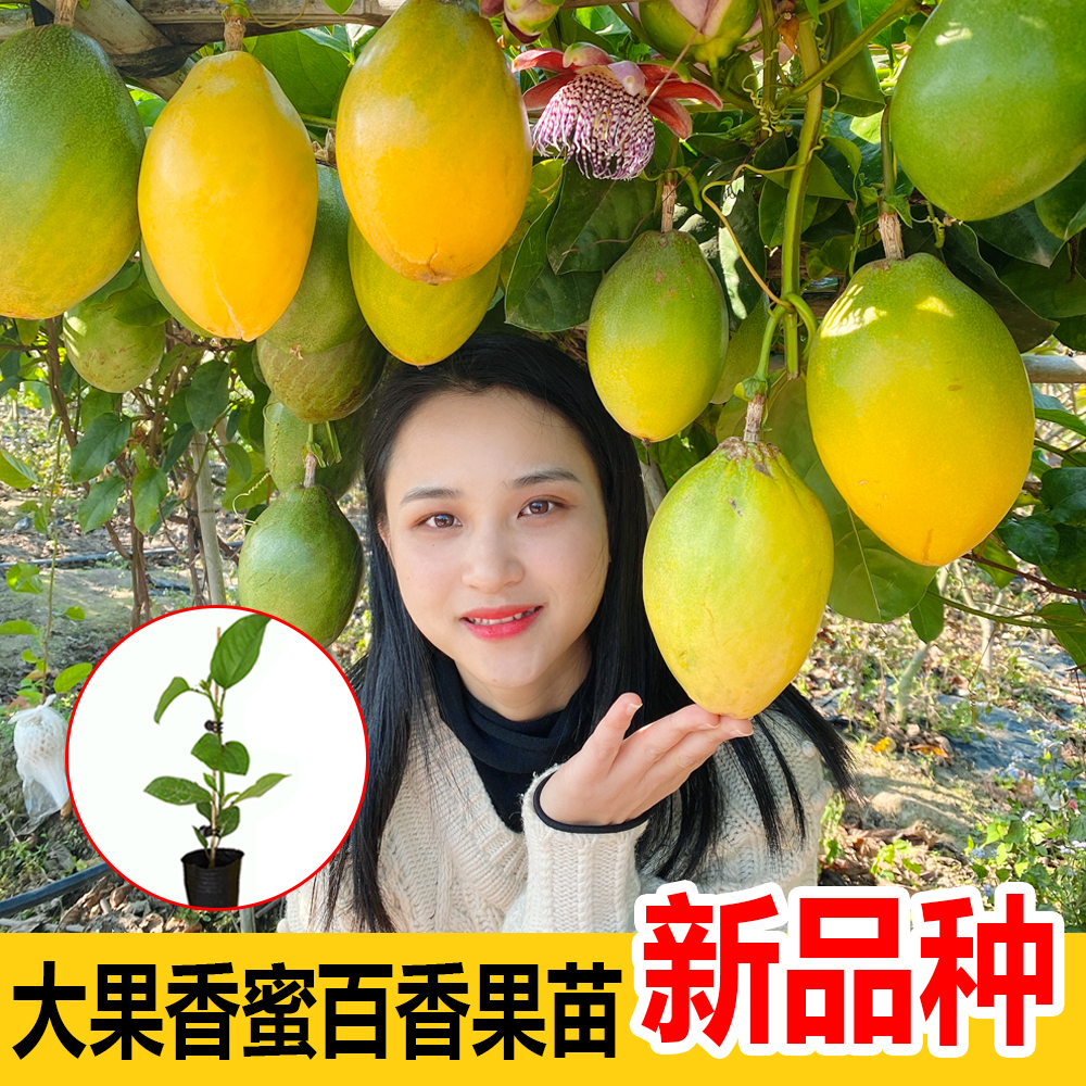 大果香蜜百香果苗 甜蜜百香果苗 金蜜王大百香果苗 好种植