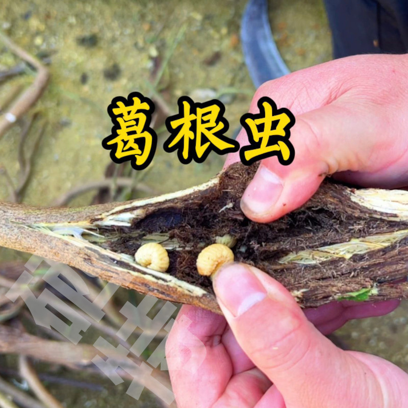 葛根虫野生葛根藤虫营养丰富高蛋白活虫喂鸟钓鱼可食用藤包祼虫茧