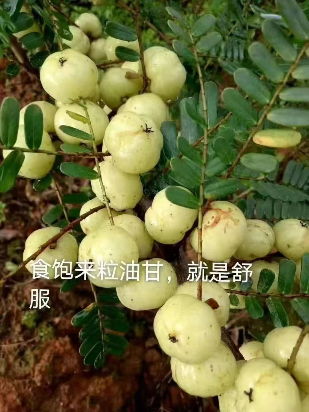 潮汕油柑入口脆回甘无渣