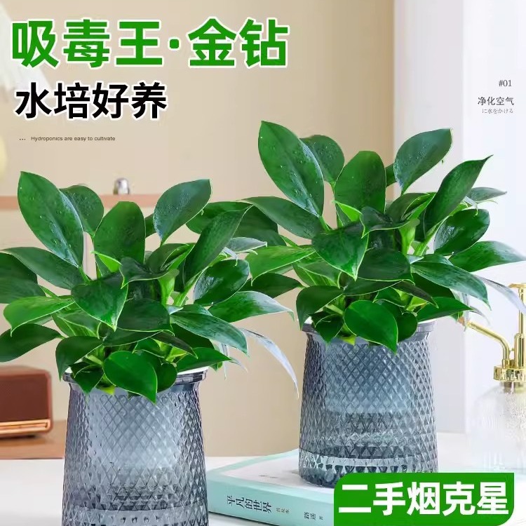 【新疆西藏包邮】金钻盆栽植物绿萝水培大叶绿植办公室阳台花卉盆栽