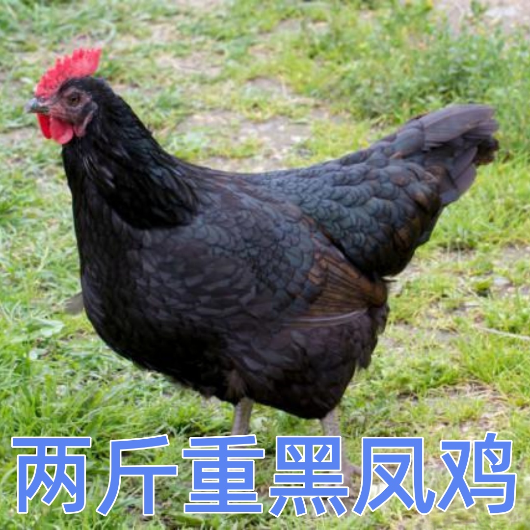 【基地直发】两斤重宠物鸡黑凤鸡农家散养肉质鲜美
