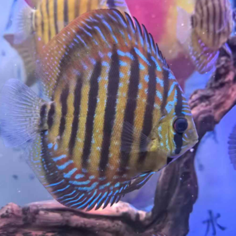 皇室F1精品苗子打88折好养耐活鱼苗精品