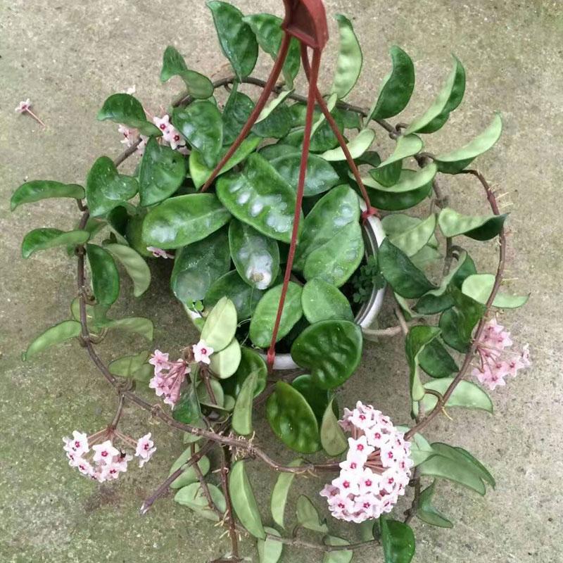 球兰大苗球兰花盆栽 多品种 部分带花发货 垂吊/爬藤