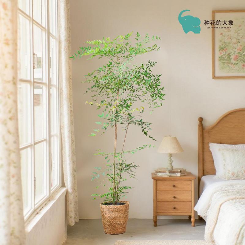 南天竹盆栽绿植室内小森林优雅耐寒客厅落地盆景净化空气观叶植物