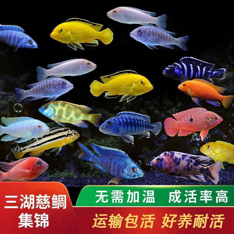 三湖慈鲷鱼观赏鱼淡水热带鱼活体好养耐活群游鱼慈鲷鱼