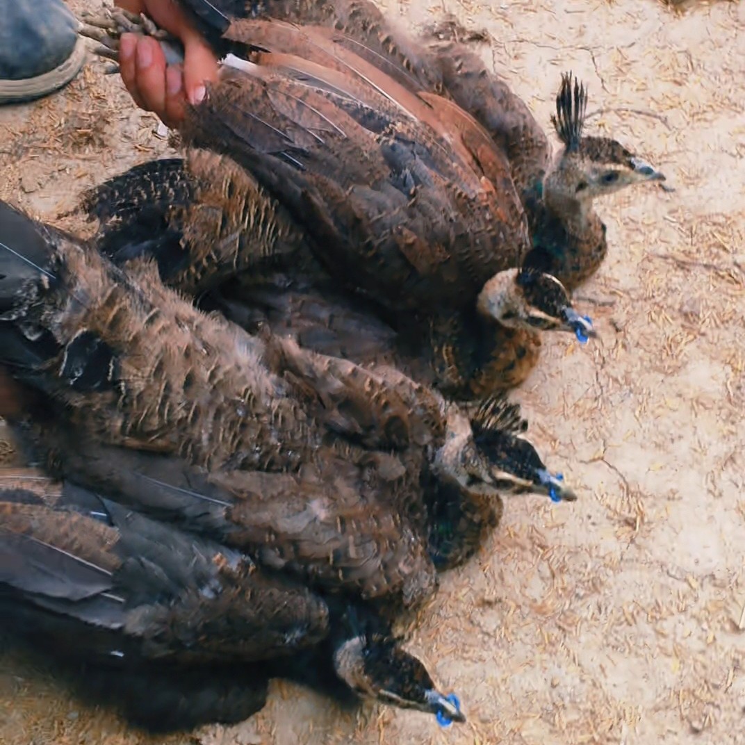 蓝孔雀幼苗宠物鸡（顺丰发货）