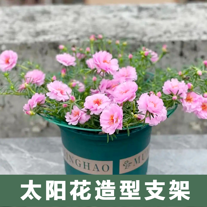 新款草莓支架太阳花造型专用支架托盘架子盆栽果实防倒护叶支撑架