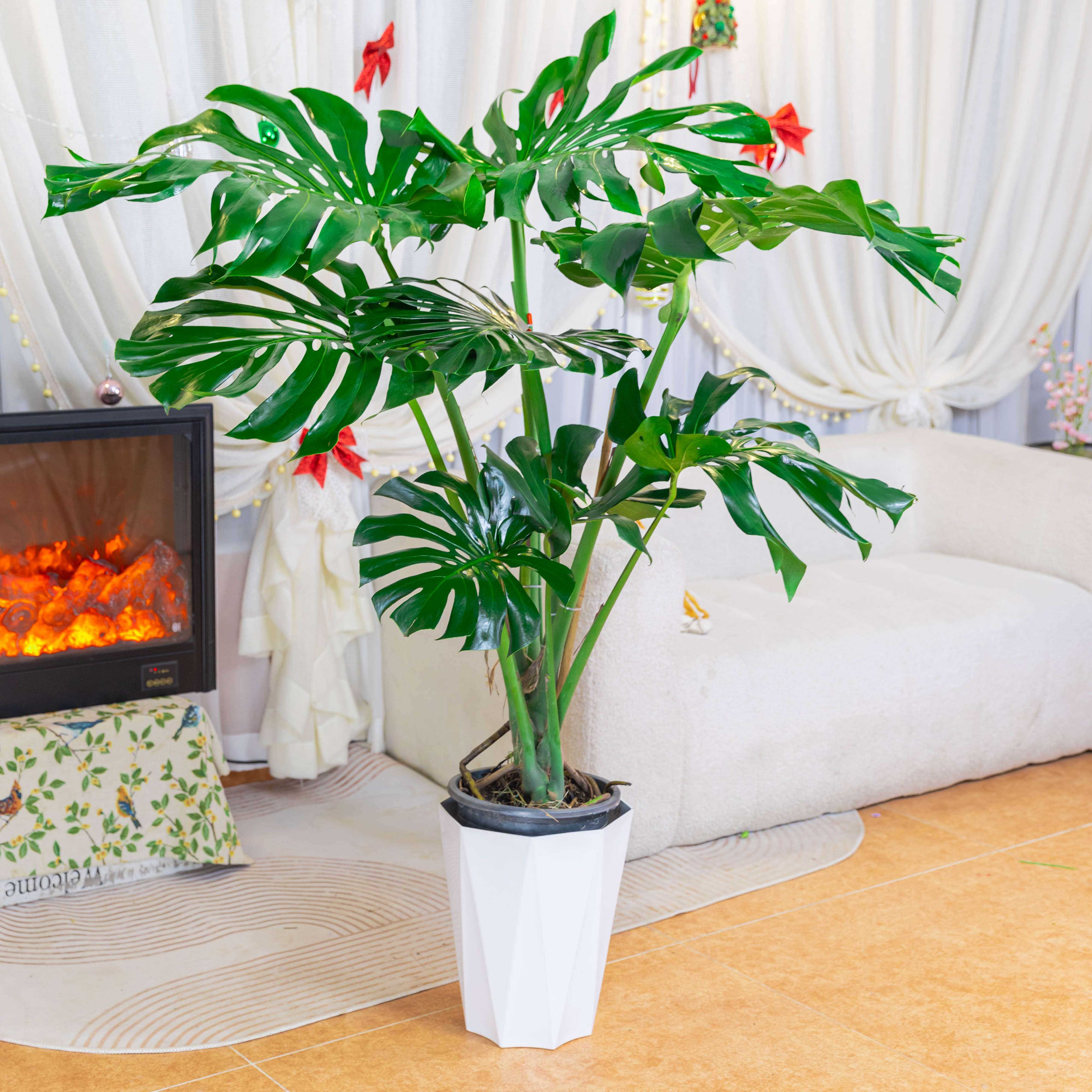 独杆棒棒糖龙鳞龟背高度1.2-1.4米盆栽地载水培8年老庄好养