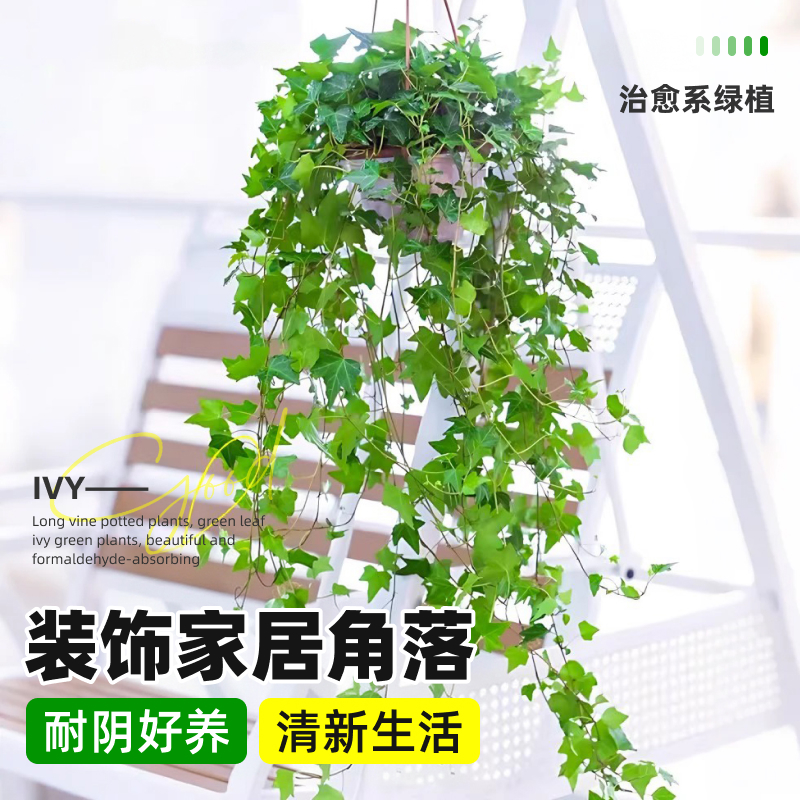 青叶常春藤绿植阳台庭院美观吸甲醛种植观叶鲜活长春藤盆栽长藤