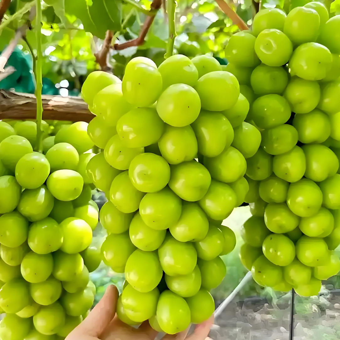 高架爬藤品种葡萄树美化庭院南北方种植优选