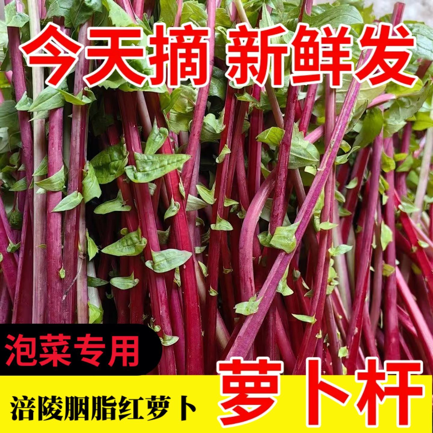 正宗涪陵胭脂萝卜缨新鲜带泥萝卜杆杆泡菜专用红萝卜杆