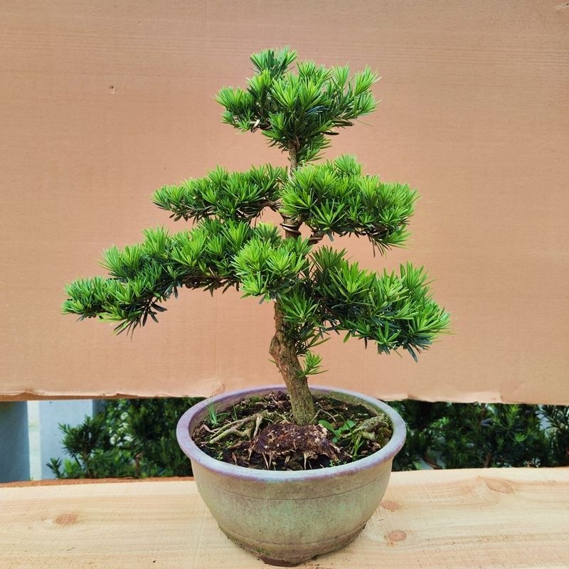 台湾金钻罗汉松真柏黄杨盆栽小叶雀舌罗汉松绿植花卉室内庭院绿植