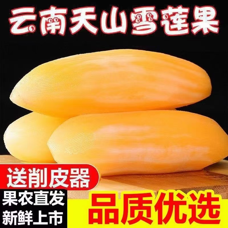 云南天山黄心雪莲果新鲜现挖生吃脆甜产地直发送削皮刀A