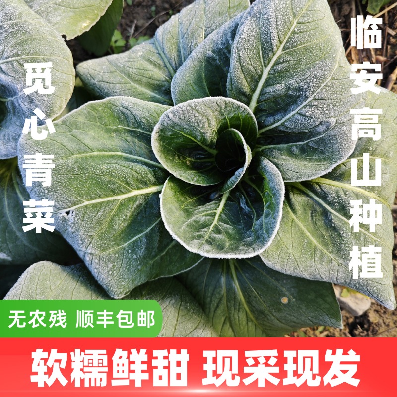 【觅心农场】生态矮脚种青菜糯甜冬季种青菜移栽青菜霜打菜火锅菜