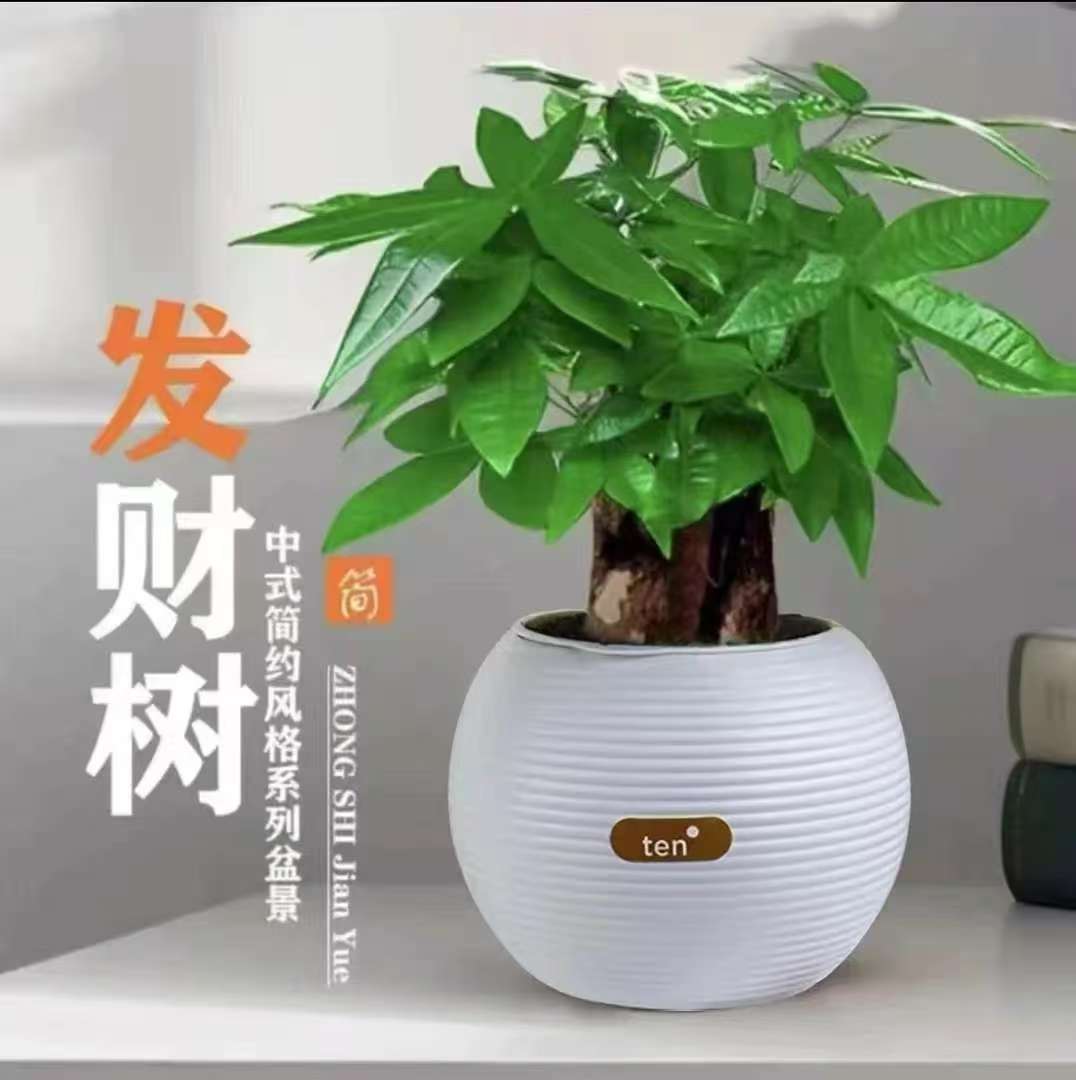 【基地直发】三杆发财树盆栽植物办公室好养绿植水培客厅小盆景四季