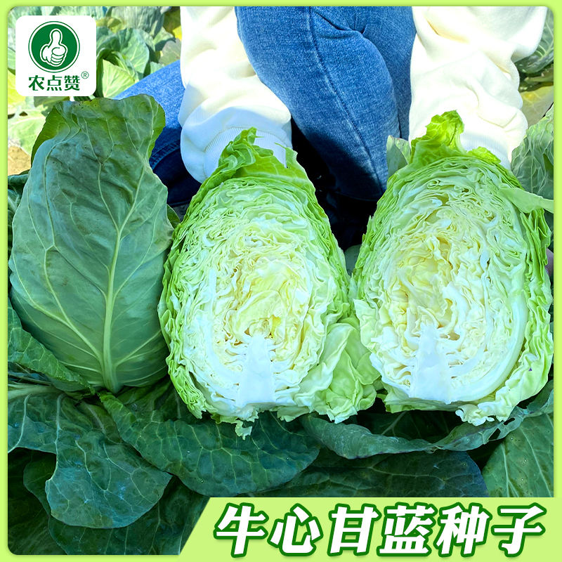【包菜种子】牛心甘蓝种籽春秋包菜甘蓝四季绿蔬菜种孑