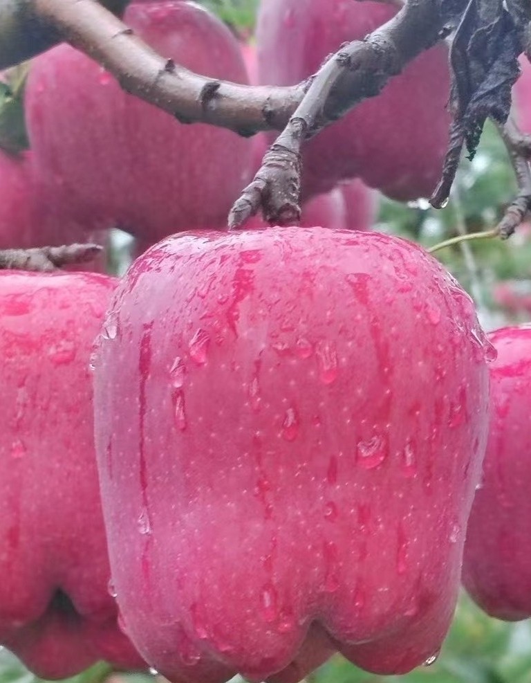 甘肃天水花牛正宗脆粉两吃产地直发萍果鲜生红富士水果苹果粉苹果