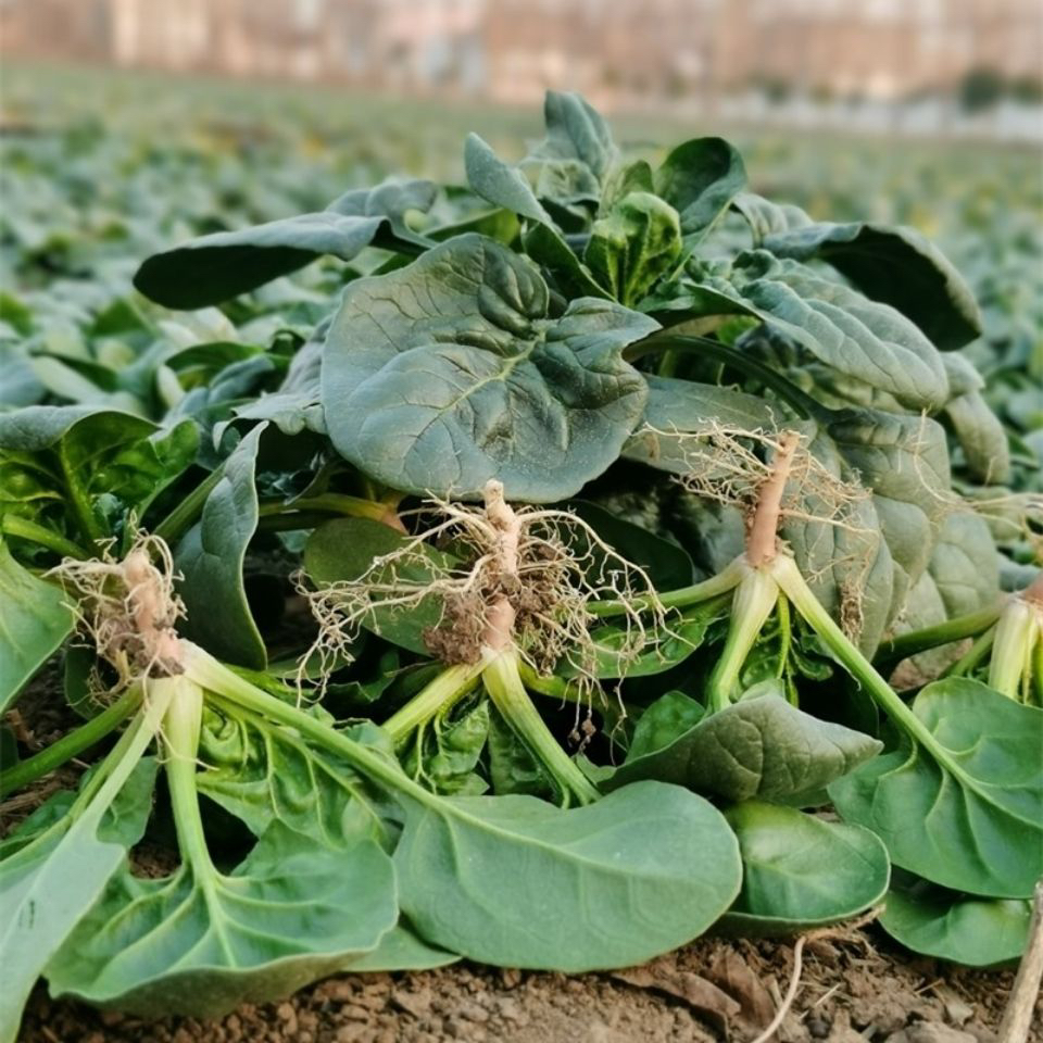 河南矮杆霜打趴地菠菜5斤装3斤1斤装菠菜农家蔬菜新鲜