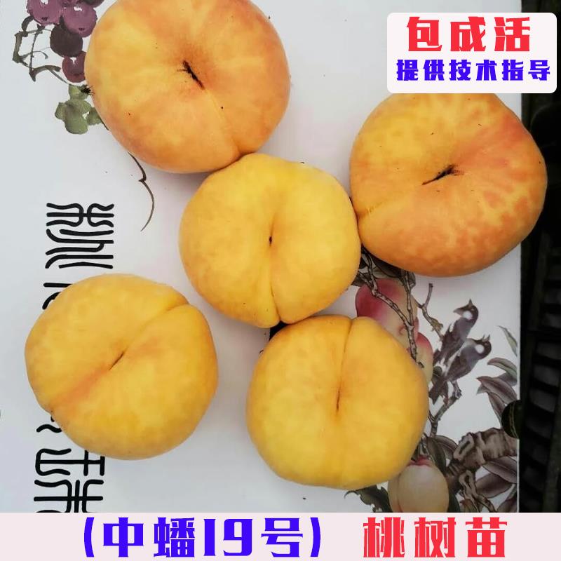 嫁接中蟠19号黄金蟠桃树苗特大脆甜离核蟠桃树果苗庭院盆栽地栽苗