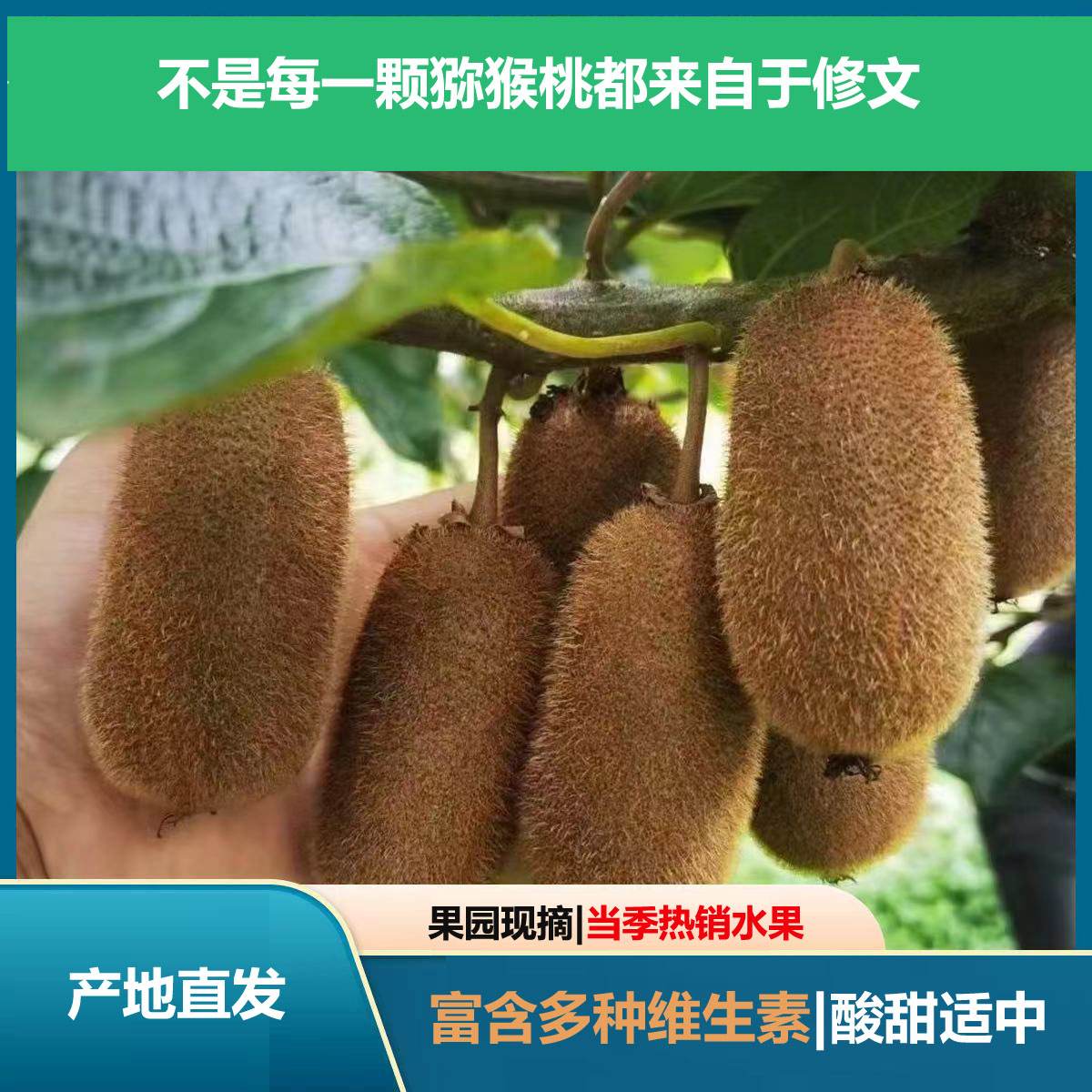 正宗修文猕猴桃产地直发，修文贵长猕猴桃，高山猕猴桃果园现摘现发