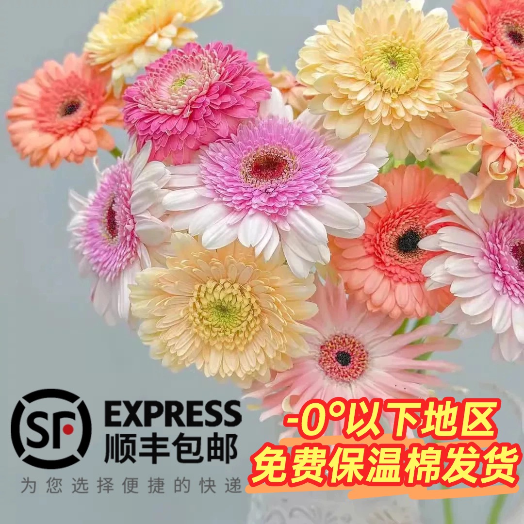 【混色搭配】非洲菊鲜切花室内鲜花扶郎花插花花束直发云南新鲜鲜花