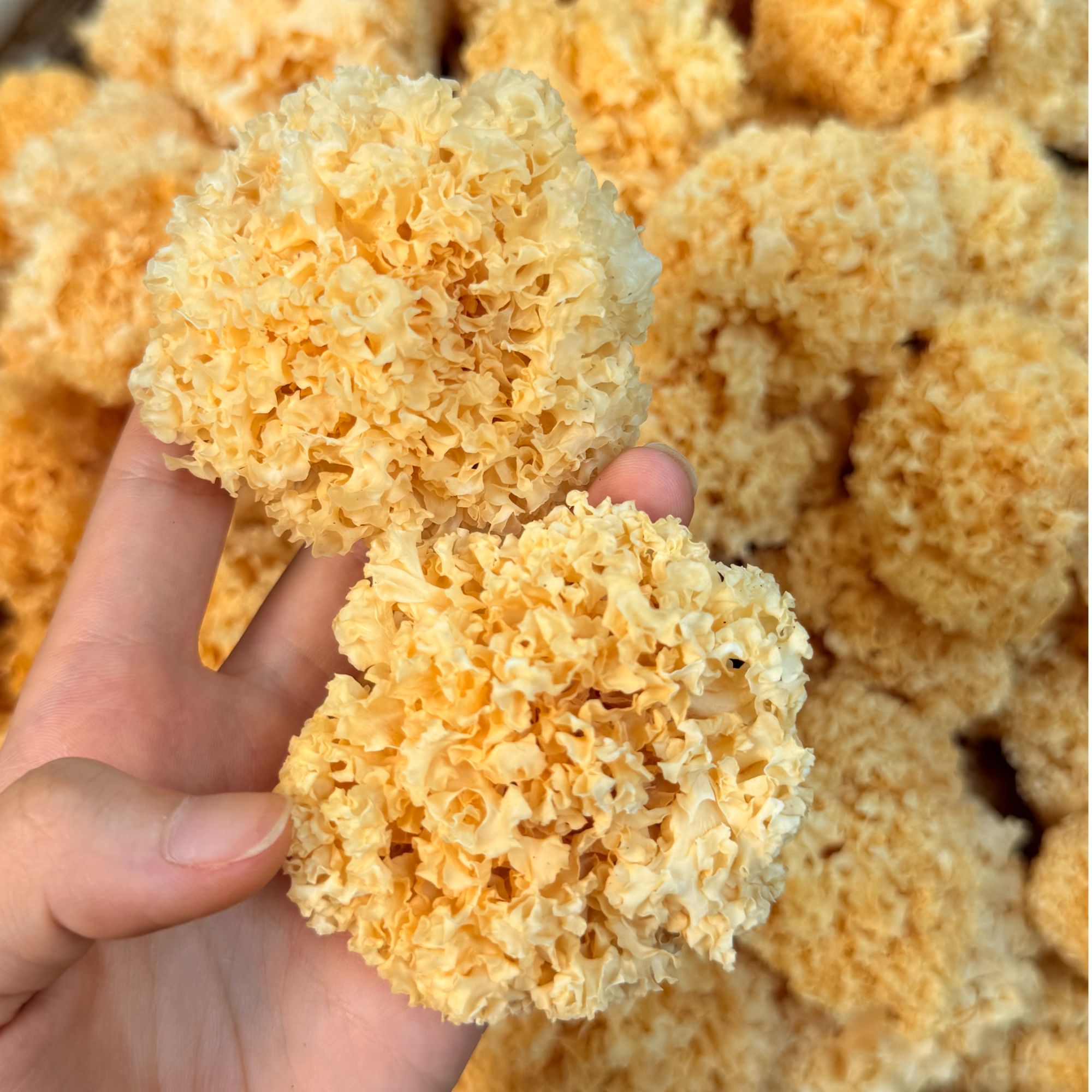 子川菌业手选高山小银耳3-8cm  新货干货