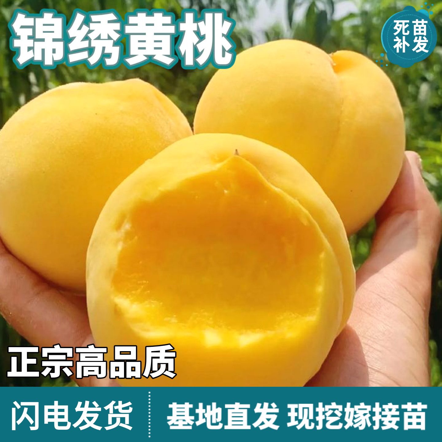 锦绣黄桃树苗南北方地栽庭院盆栽种植特大果嫁接桃子苗树当年结果