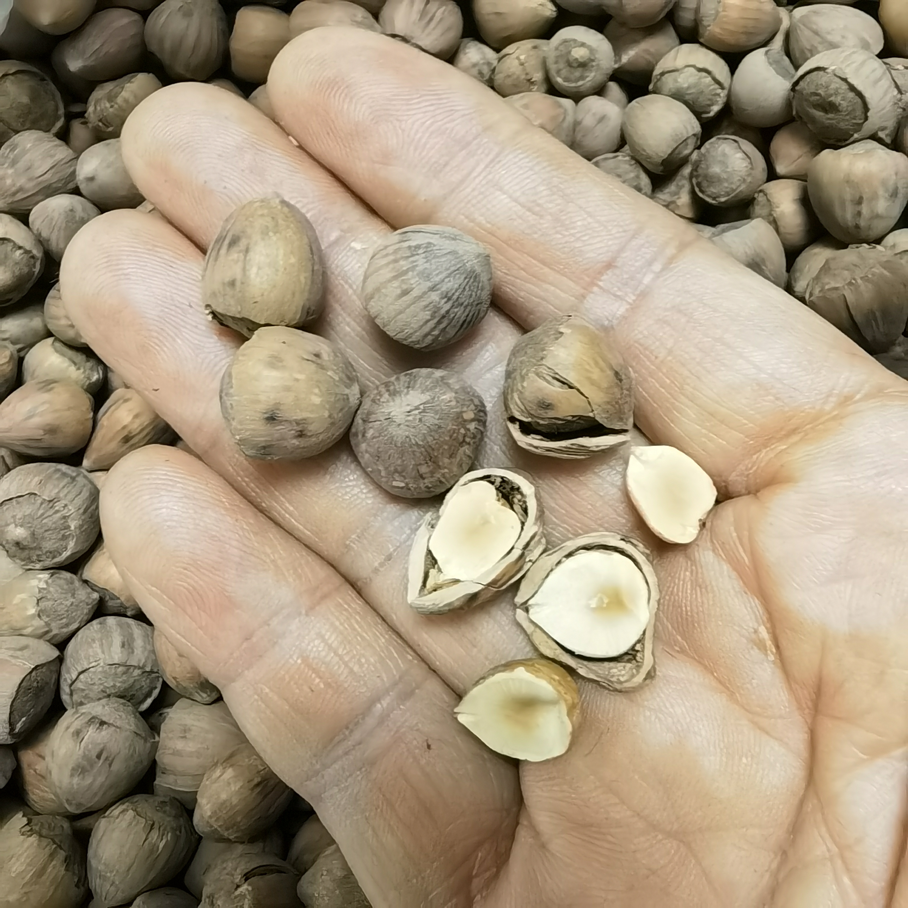 毛榛子大兴安岭野生榛子好吃小榛子用牙就能咬开的野生薄皮小榛子