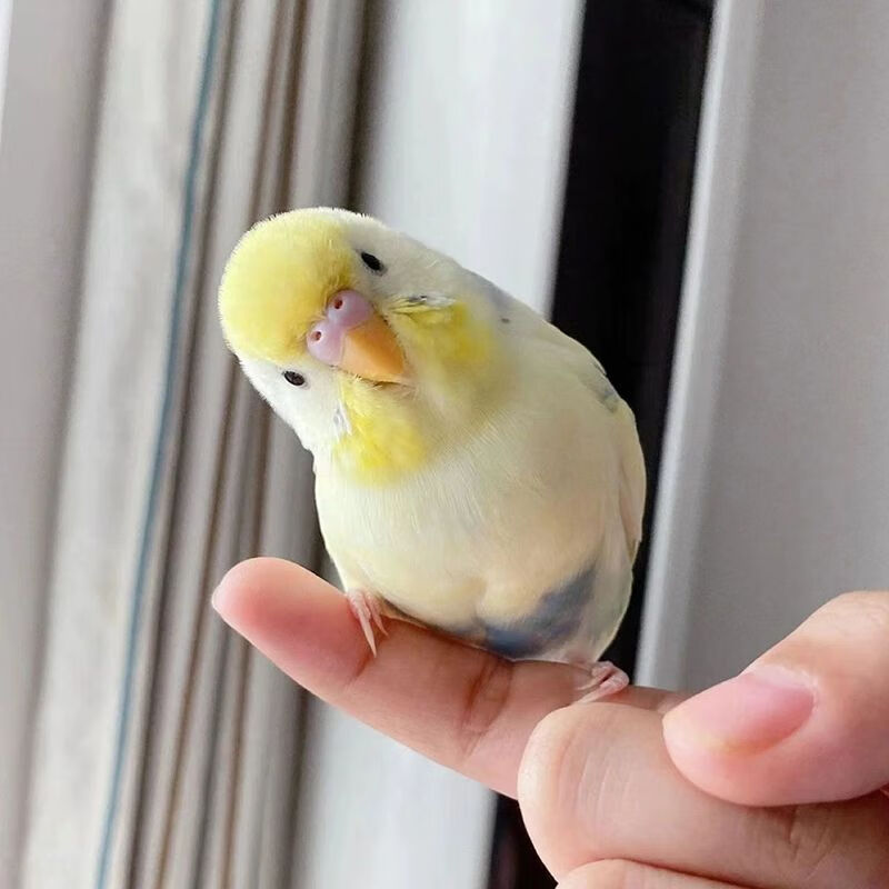 直播间招牌特色小大头虎皮鹦鹉活鸟适合老人小孩的宠物鸟宝宝