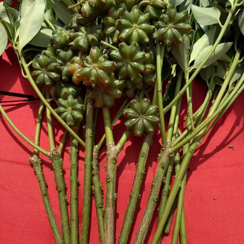 惠佳果品种（老树八角嫁接枝条）