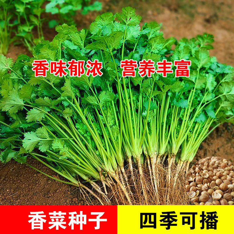 【大叶香菜种子】大叶芫荽种子阳台盆栽种植香菜籽春秋四季蔬菜种子