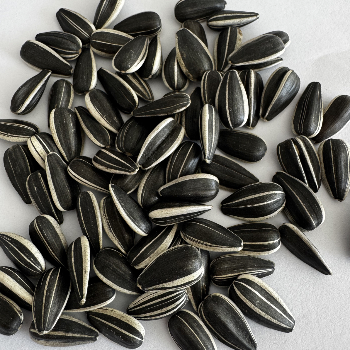 25年新瓜子美人心油磕生瓜子