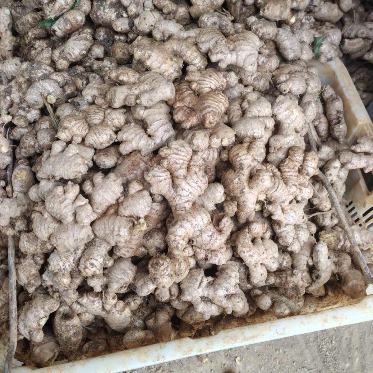 正宗贵州小黄姜老母姜，香味浓郁辛辣适中
