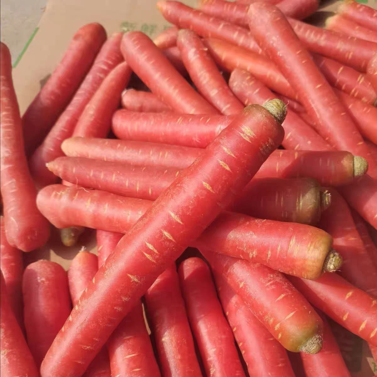 生吃拇指萝卜小红萝卜脆甜香新鲜水果红萝卜新鲜迷你手指胡萝卜