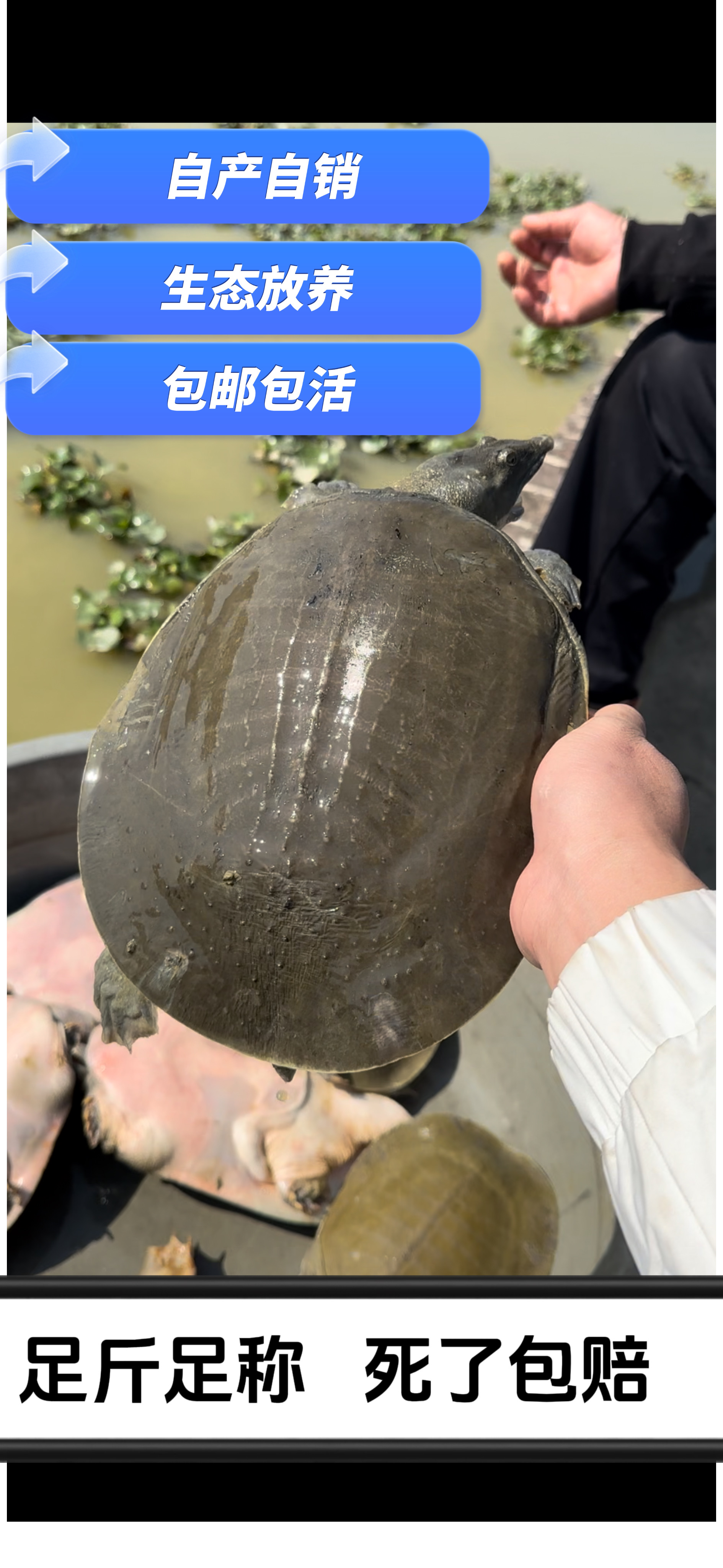 外塘甲鱼  新人 特价品  2只