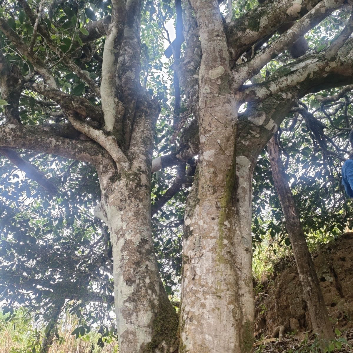 单株纯料普洱生茶（能够喝出花果香气韵的茶）