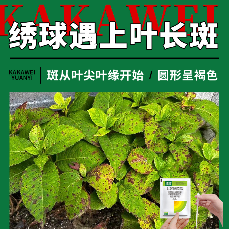 绣球花黑斑褐斑速治防闷根打蔫焦叶黄叶干尖生锈花卉杀菌剂