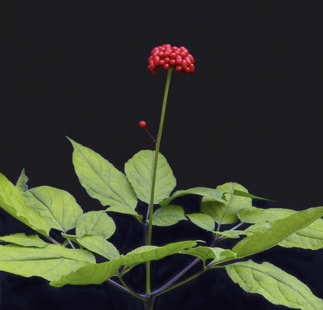 【拍1赠2】润护洗发露5.0加强版柔顺养护-