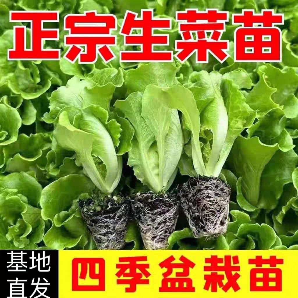生菜秧苗新鲜奶油生菜家庭盆栽地栽生长快精品穴盘苗优质蔬菜苗