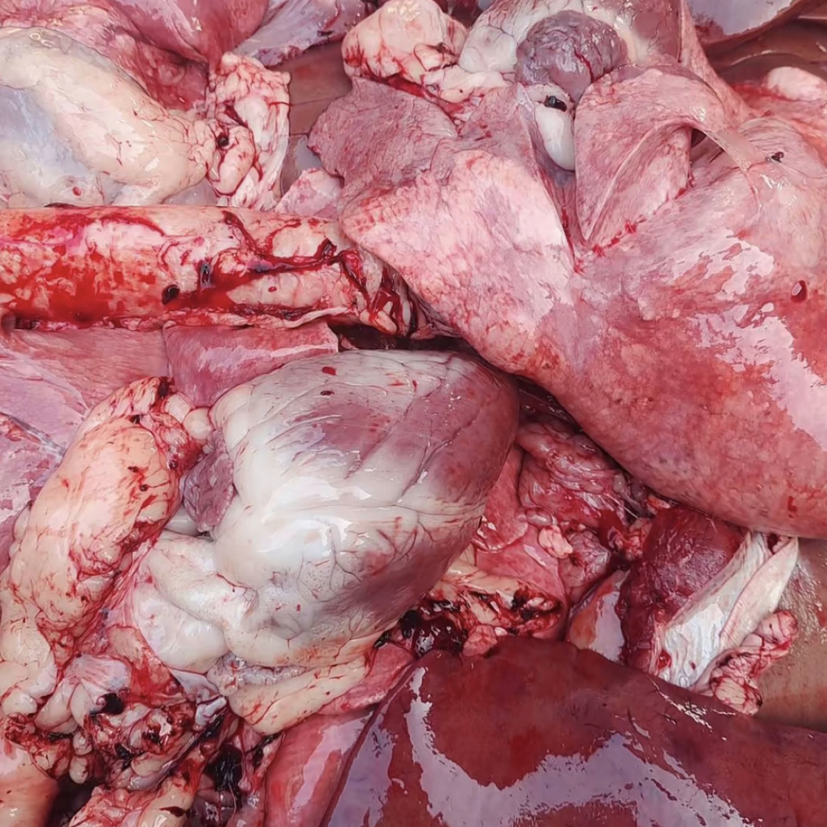 清真新鲜羊心肝肺三件套