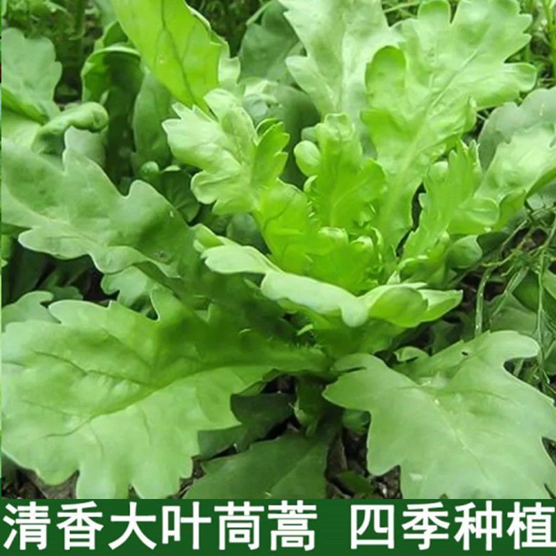 （推荐）本店推荐*【割完又长】大叶茼蒿菜四季皇帝菜阳台秋冬盆栽茼