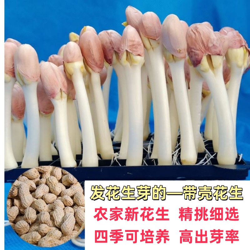 新花生带壳花生发花生芽的花生花生苗菜农家花生非转基因1斤包邮